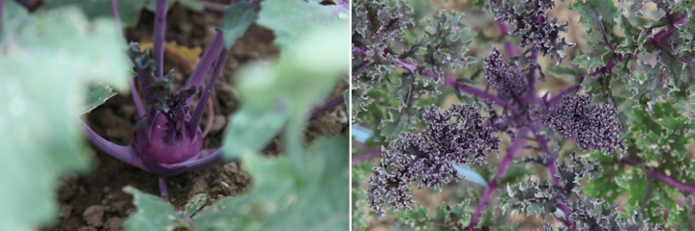 kalekohlrabi