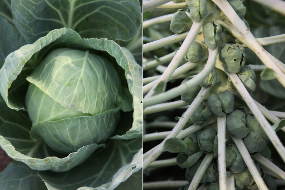 CabbageBrussels