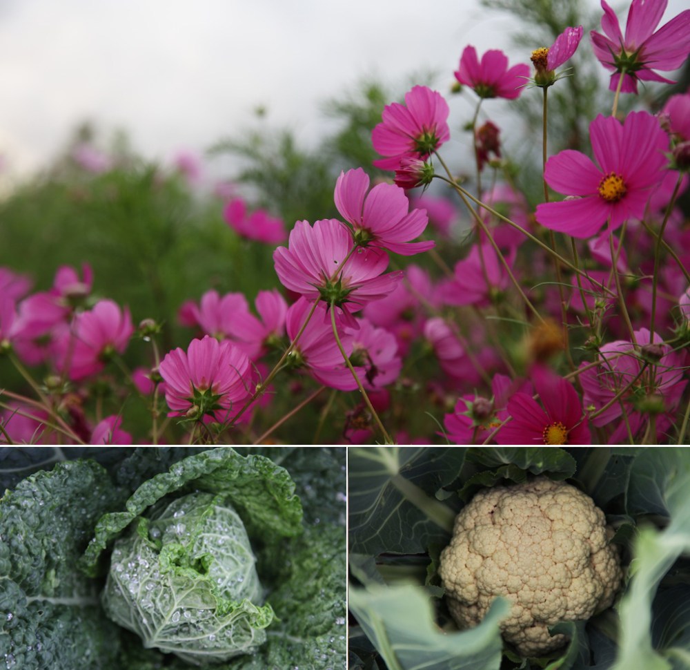 CosmosCabbageCauli