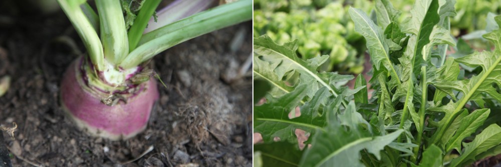 TurnipChicory