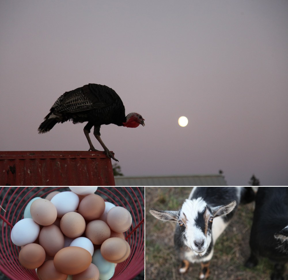 turkeyeggsgoatie