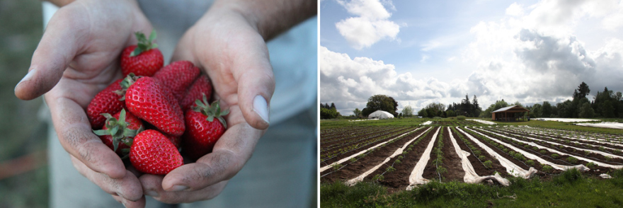 strawberryfieldsforever