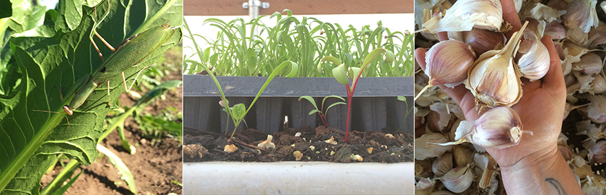 garlicvolunteersmantis