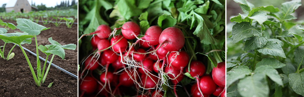 radish