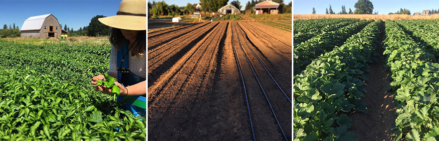 plantharvestplantrepeat