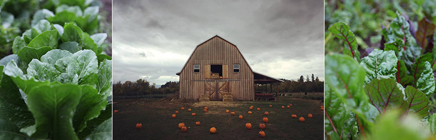 barnpumpkin